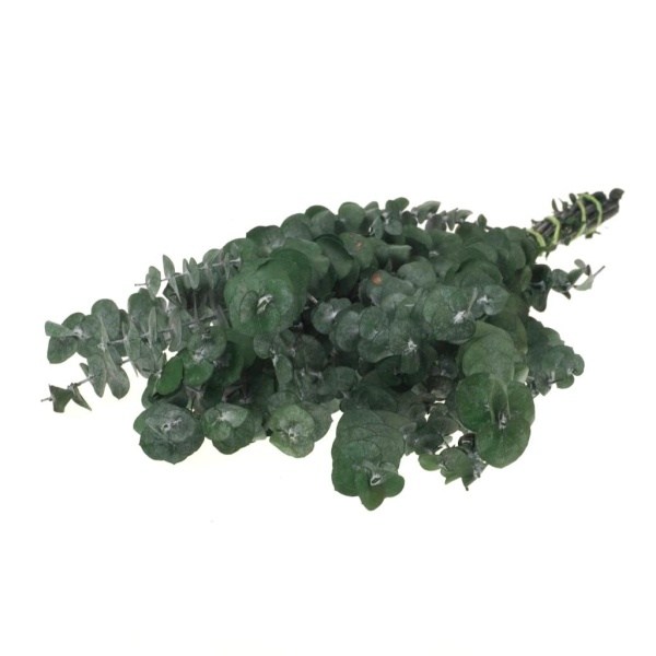 Eucalyptus baby preserved A moss green